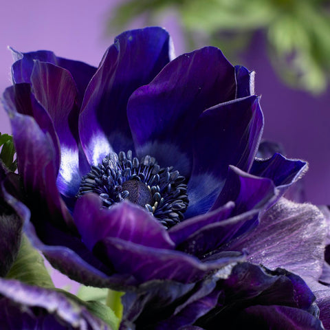 Anemone coronaria - Windflowers - Darkest Blue