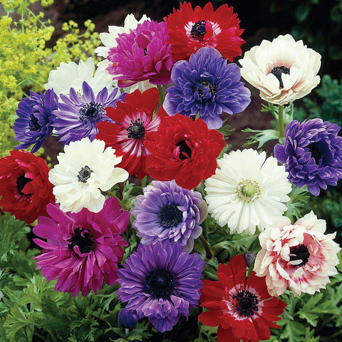 Anemone coronaria - Windflowers - St. Brigid Mix