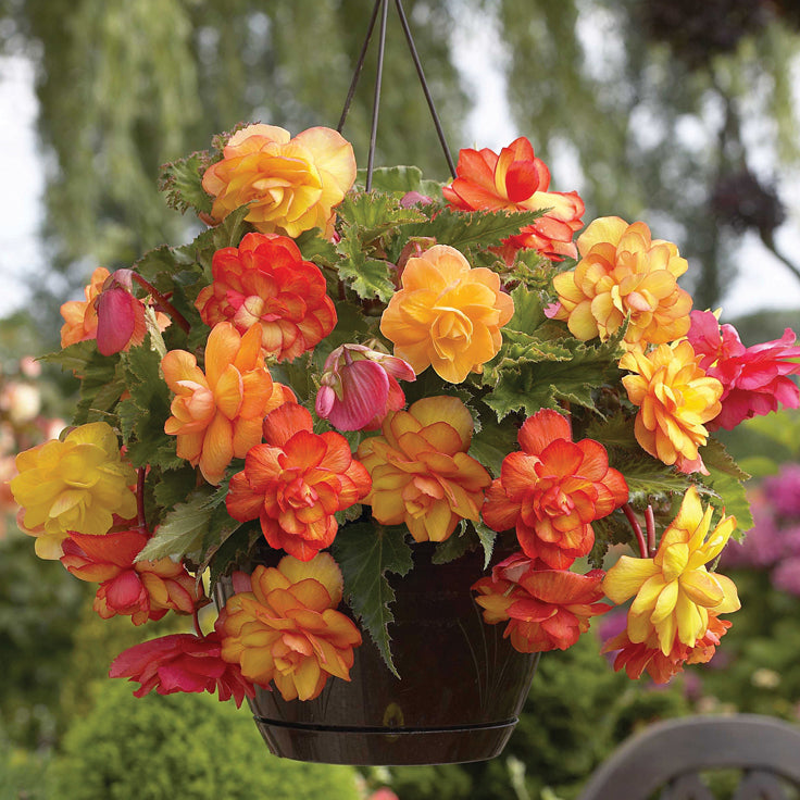 planting hanging begonias Begonia