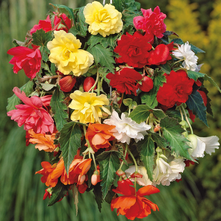 planting begonia hanging baskets Begonia