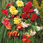 Begonia - Hanging Basket Mixed Colors