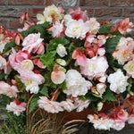 Begonia - Hanging Basket Odorata Red & White