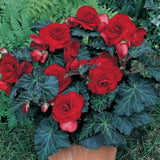 Begonia - Specialty - Bronze Leaf Red