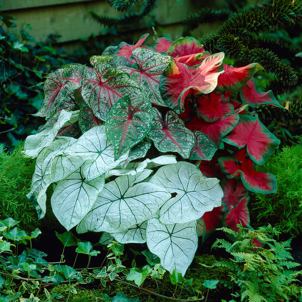 caladiums and philodendron plants Caladium