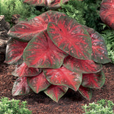 Caladium - Fancy Leaf Red Flash