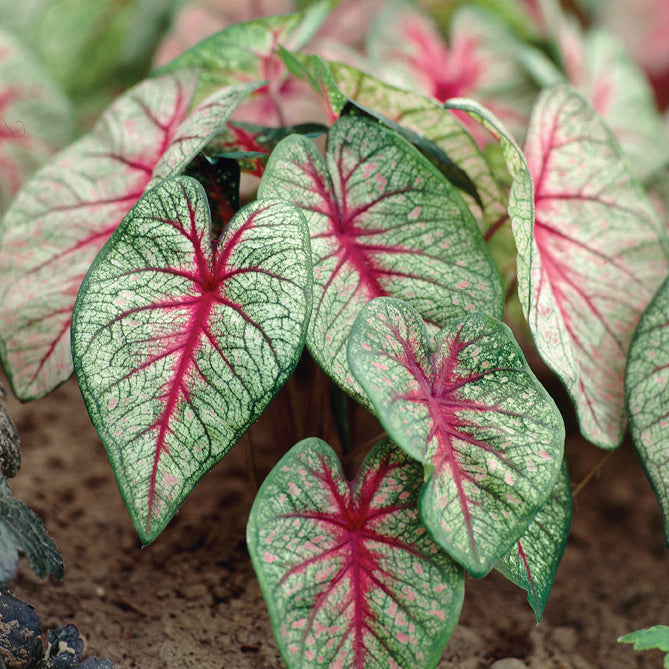 Caladium