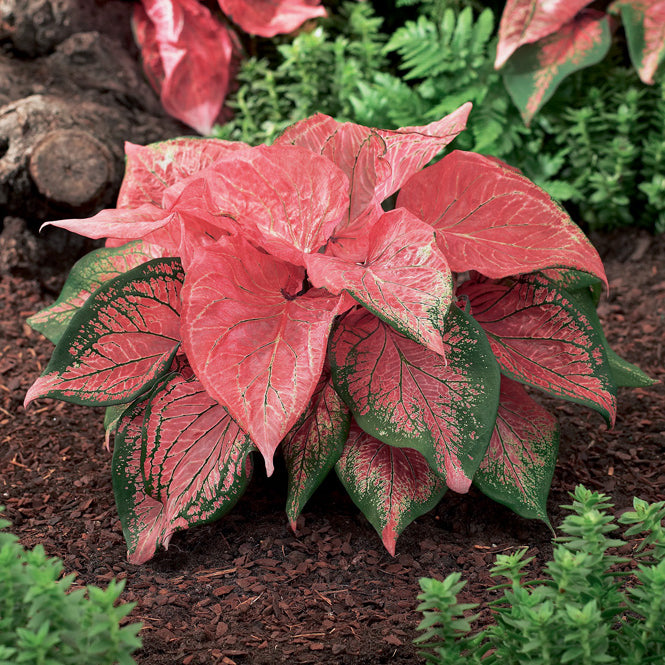 caladium vs aglaonema Caladium