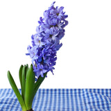 Hyacinth - Blue - Kit - with Clear Artisan Glass