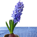 Hyacinth - Delft Blue - Prepared - for Indoor Forcing