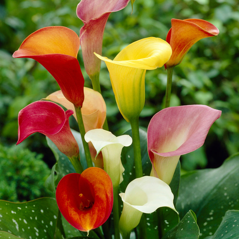 lily flower colors Calla Lily