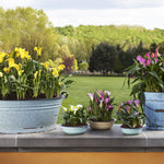 Calla Lily - Mixed Colors