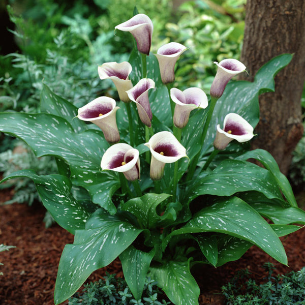 picasso peace lily Calla Lily