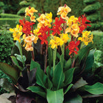 Canna - Giant Tall Mix