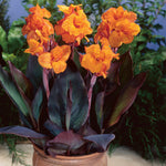 Canna - Bronze Leaf Wyoming