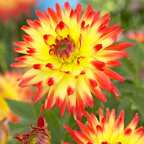 Dahlia - Aloha