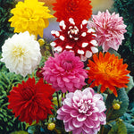 Dahlia - Decorative Mix