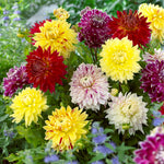 Dahlia - Giant Blooming Dinnerplate Mix