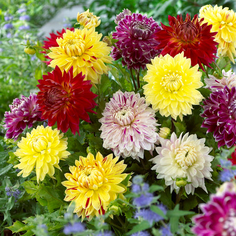 Dahlia - Giant Blooming Dinnerplate Mix