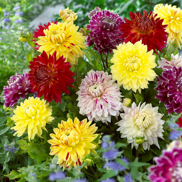 Dahlia Giant Blooming Dinnerplate Mix Plantcetera