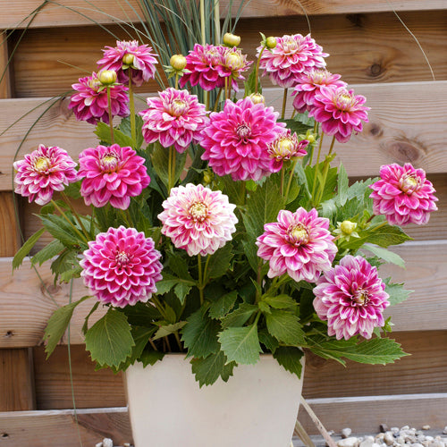 potted dahlia plant Dahlia - Container Variety