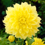 Dahlia - Kelvin Floodlight
