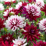 Dahlia - Rebecca's World