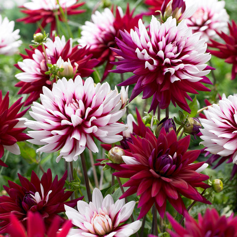 Dahlia - Rebecca's World