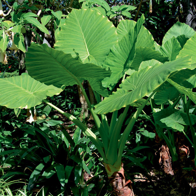 jumbo elephant ear plant Elephant Ear