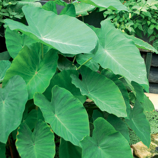 lucky bamboo fertilizer Grow More 8 oz Lucky Bamboo 2-2-2