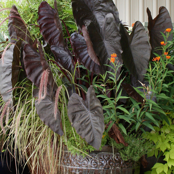 most expensive elephant ear plant Elephant Ear