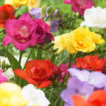 Freesia - Double Blooming Mixed Colors