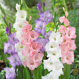 Gladiolus - The Best Pastel Blend