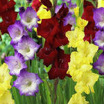 Gladiolus - Deluxe Blend