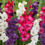 Gladiolus - Tropical Passion Blend