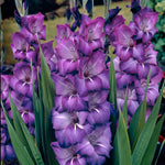 Gladiolus - Large Flowering Grande Passion