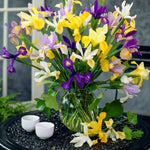 Dutch Iris - Mix