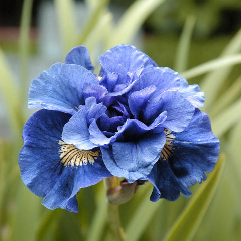 Iris Siberica - Double Concord Crush