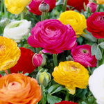 Ranunculus - Buttercups - Double Blooming Mix