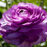 Ranunculus - Buttercups - Double Purple