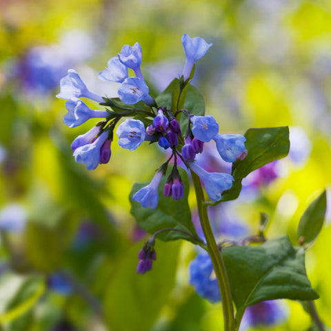 Virginia Bluebells - Woodland Plant