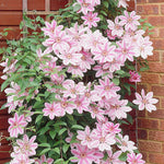 Clematis - Nelly Moser
