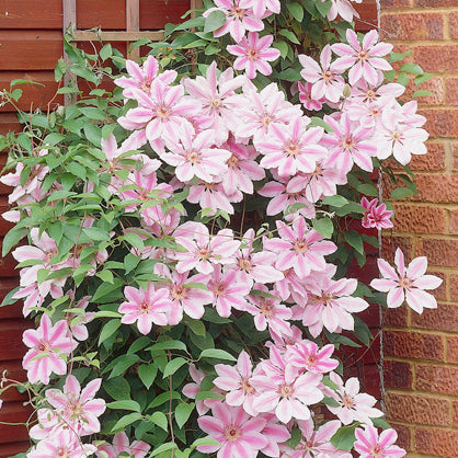 Clematis - Nelly Moser
