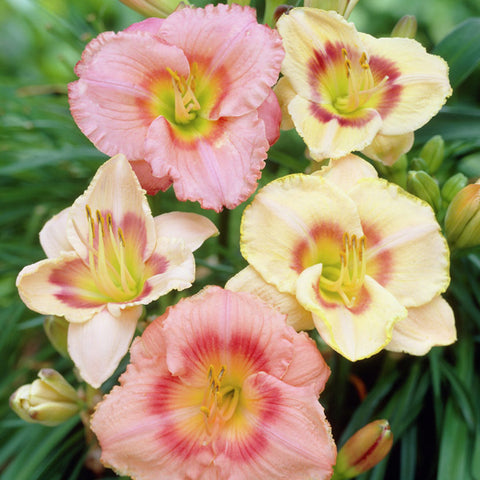 Daylily - Candy Mix