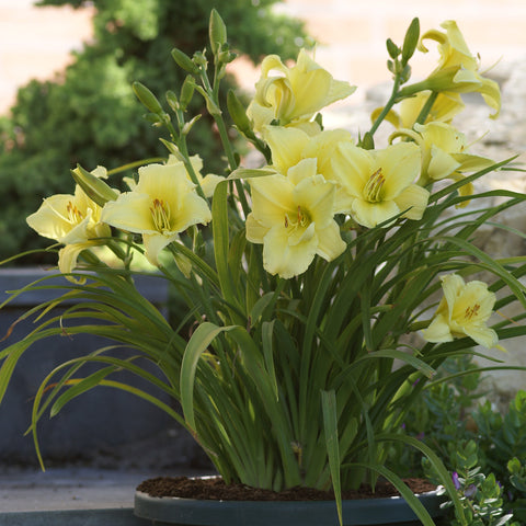 Daylily - Fragrant Returns