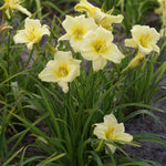 Daylily - Fragrant Returns