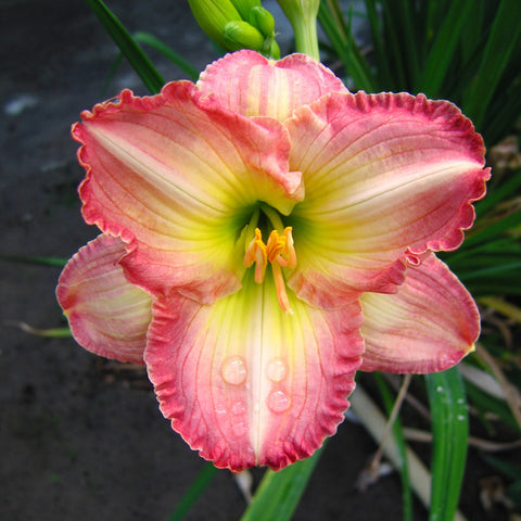 Daylily - Frosted Vintage Ruffles