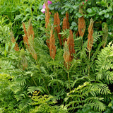 Fern - Cinnamon - Woodland Plant