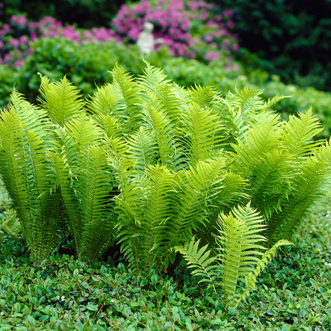 Fern - Tennessee Ostrich (Glade) - Woodland Plant