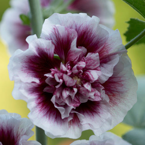 Hollyhock - Alcea - Crème de Cassis