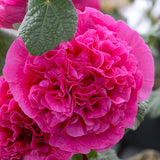 Hollyhock - Alcea - Double Pink